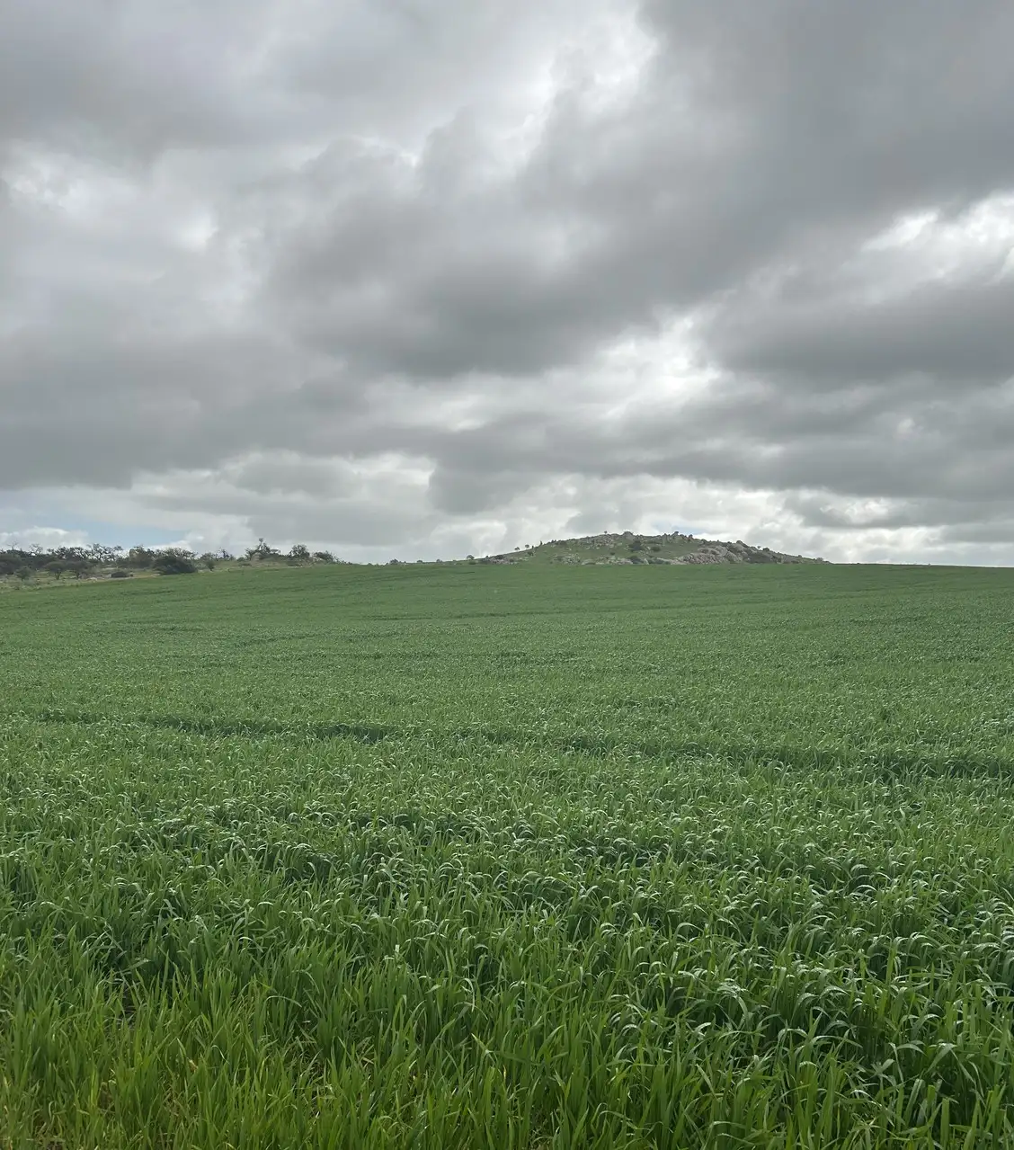 Main view of Homely rural property listing, Lot 65 Forrester Road, Mount Erin WA 6532