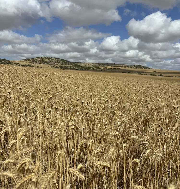 Second view of Homely rural property listing, Lot 65 Forrester Road, Mount Erin WA 6532