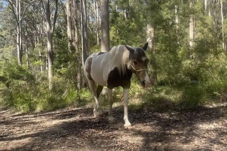 Fourth view of Homely rural property listing, 254 Silver Road, Scotsdale WA 6333