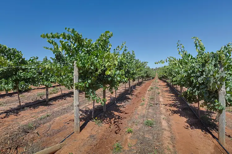 Fifth view of Homely rural property listing, Lot 2 Buloke Street, Red Cliffs VIC 3496