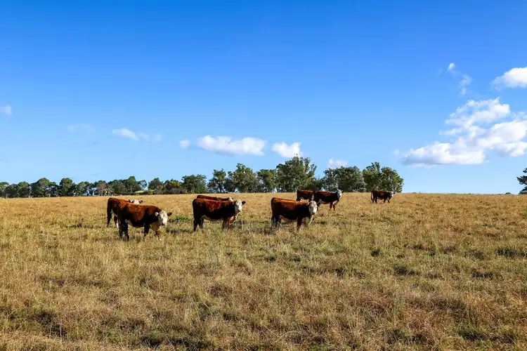 Sixth view of Homely rural property listing, 710 Inverary Road, Paddys River NSW 2577