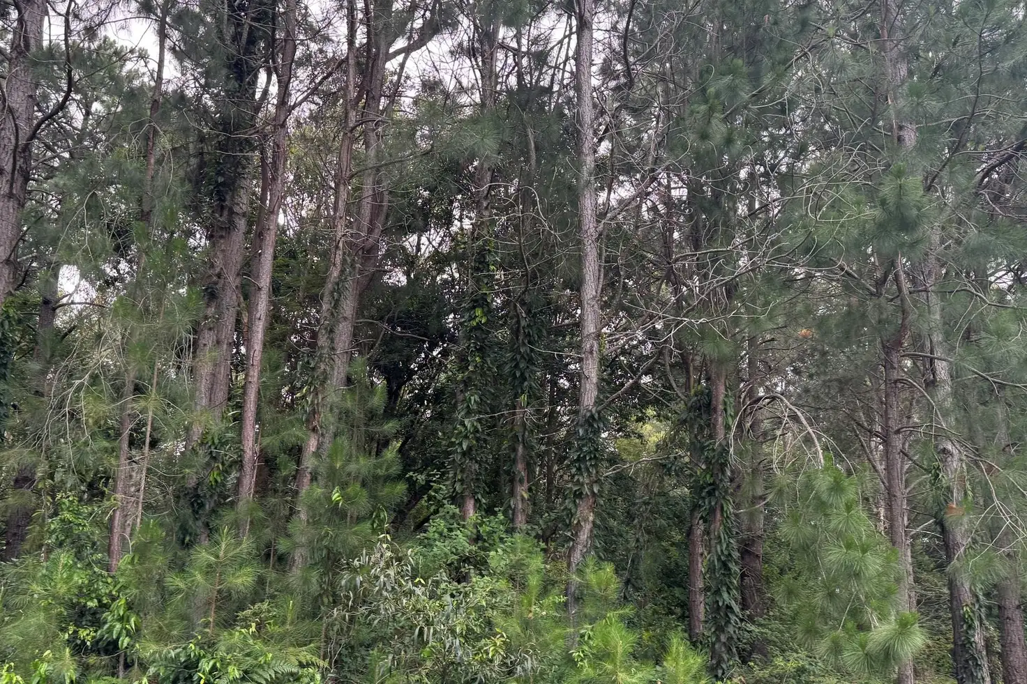 Main view of Homely land listing, LOT 5-6 Cabba Street, Pindimar NSW 2324