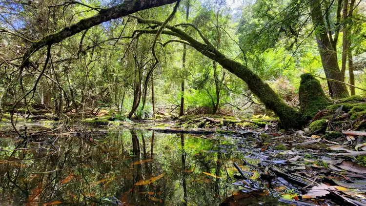 Main view of Homely land listing, 107 Wielangta Road, Kellevie TAS 7176