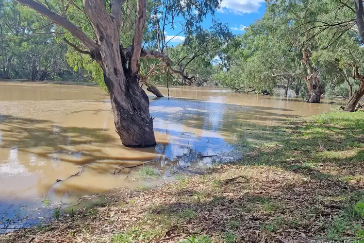Third view of Homely rural property listing, 151 Burban Street, Brewarrina NSW 2839