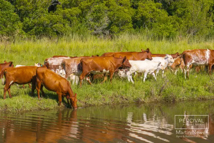 Seventh view of Homely rural property listing, 376 Toms Creek Road, Ellenborough NSW 2446