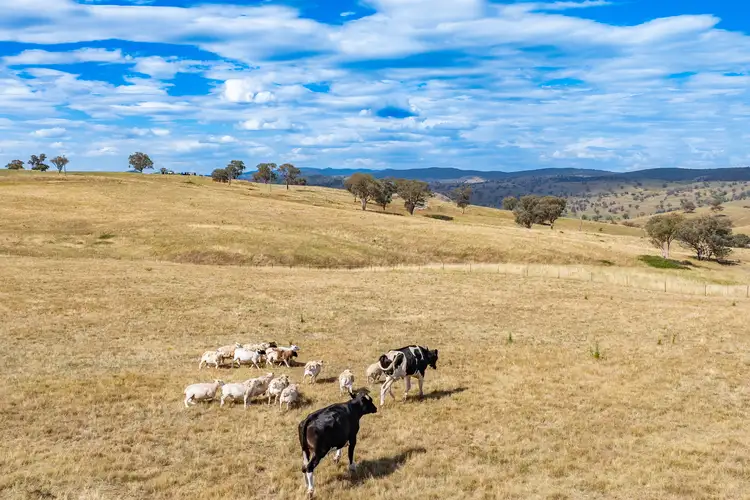 Second view of Homely rural property listing, 476 Pride Of Oak Road, Canowindra NSW 2804