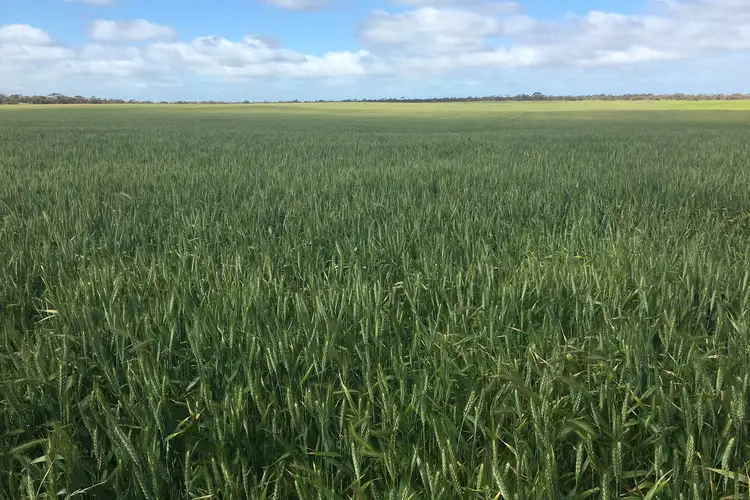 Second view of Homely rural property listing, 9723 Tod Highway, Lock SA 5633