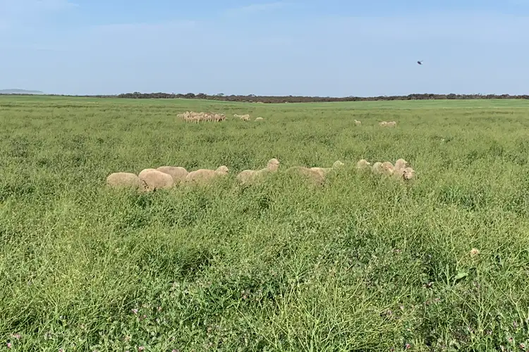 Third view of Homely rural property listing, 9723 Tod Highway, Lock SA 5633