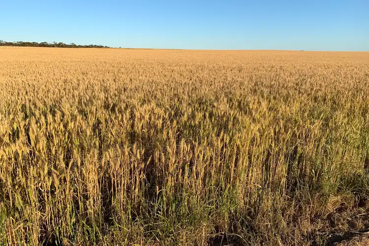 Fifth view of Homely rural property listing, 9723 Tod Highway, Lock SA 5633