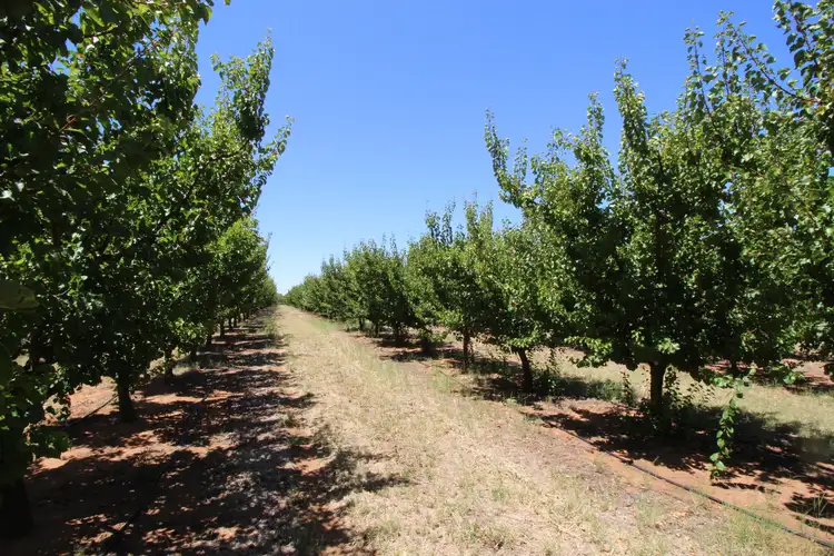 Fourth view of Homely rural property listing, Lot 54 Newton Road, Loxton SA 5333