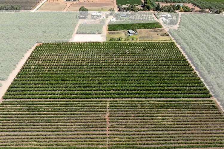 Fifth view of Homely rural property listing, Lot 54 Newton Road, Loxton SA 5333