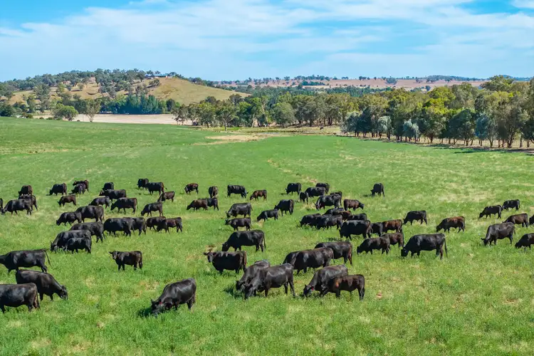 Second view of Homely rural property listing, 3899 Belubula Way, Canowindra NSW 2804