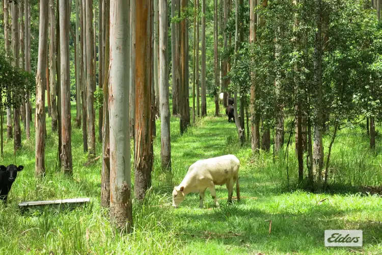 Second view of Homely rural property listing, 354 Kunghur Creek Road, Kunghur Creek NSW 2484