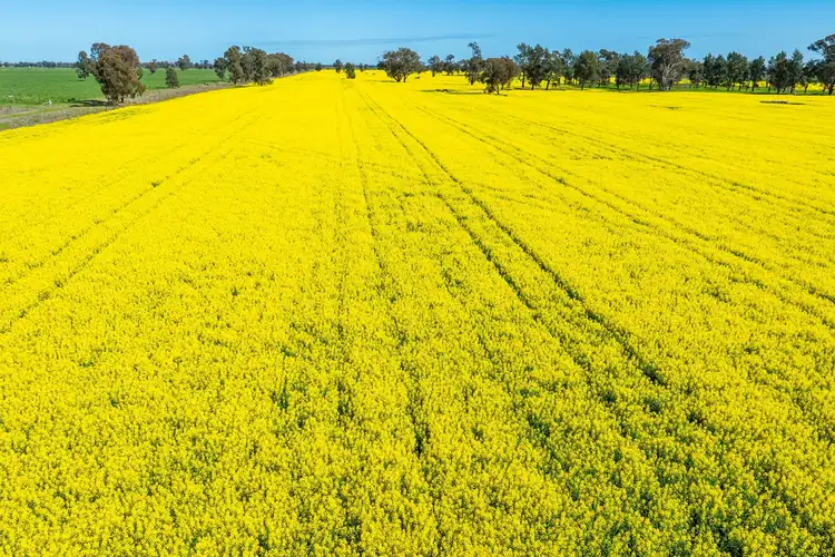 Third view of Homely rural property listing, 153 Balldale-Coreen Road, Corowa NSW 2646