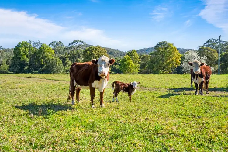 Fifth view of Homely rural property listing, 440 Martinsville Road, Martinsville NSW 2265