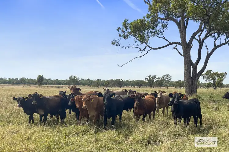 Fourth view of Homely rural property listing, 3760 Mitchell-St George Road, Mitchell QLD 4465