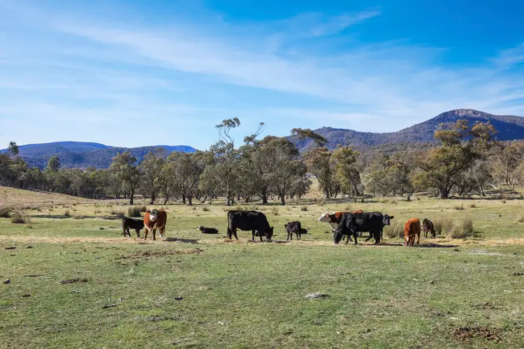 Seventh view of Homely rural property listing, 1917 Limestone Road, Benambra VIC 3900
