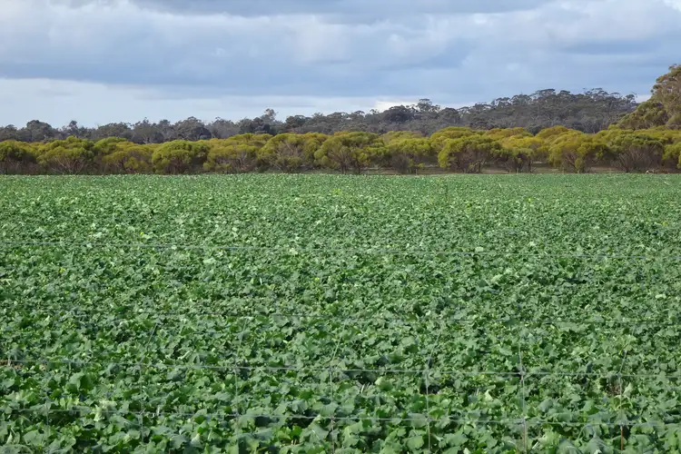 Grout Road, Cuballing WA 6311