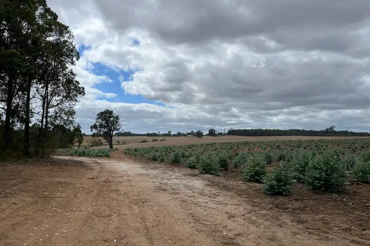 Main view of Homely rural property listing, Lot 12913 Tannin Road, Manjimup WA 6258
