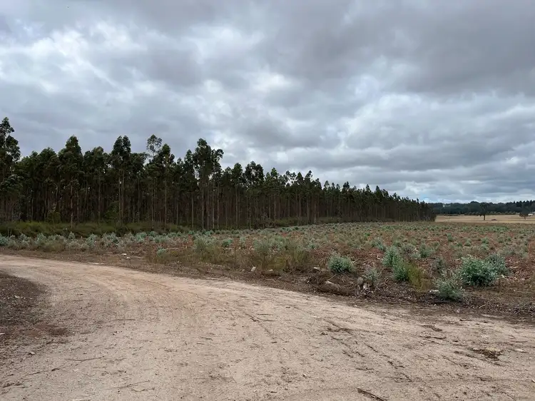 Second view of Homely rural property listing, Lot 12913 Tannin Road, Manjimup WA 6258