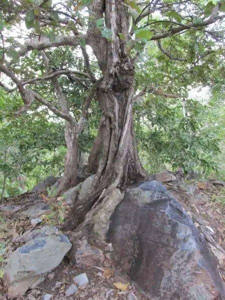 Main view of Homely land listing, Level 237, LOT 237 Stuart Highway, Coomalie Creek NT 822
