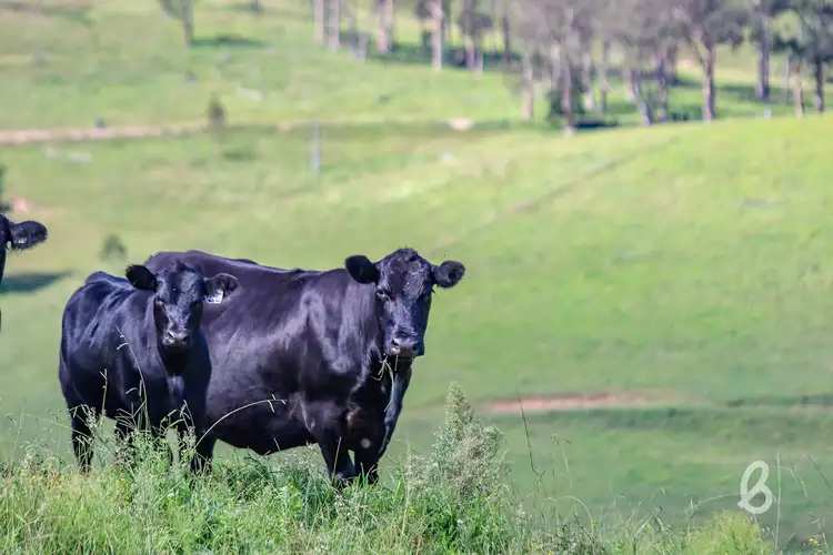Second view of Homely rural property listing, 2148 Mirannie Road, Singleton NSW 2330