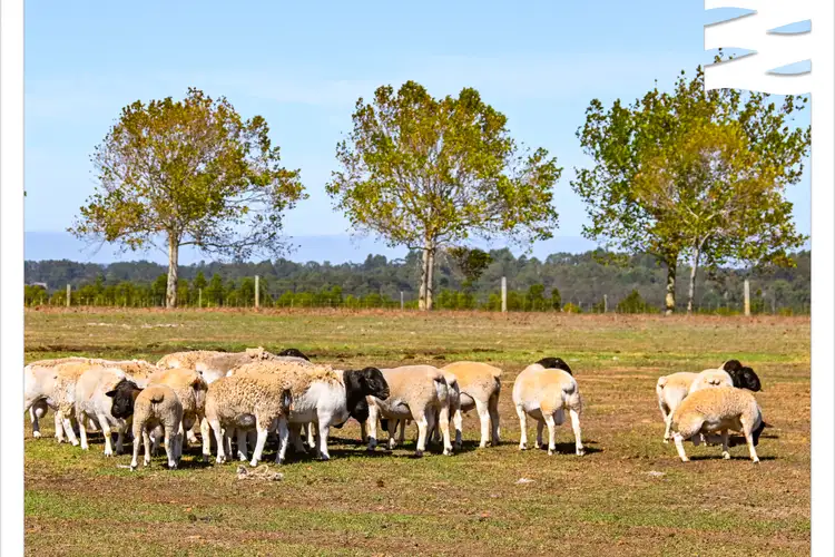 Fourth view of Homely rural property listing, LOT 81 O'Neill Road, Mount Barker WA 6324