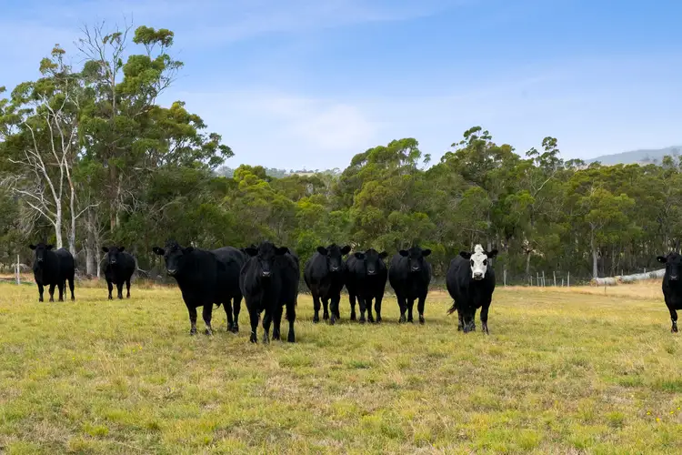 Second view of Homely house listing, 90 Dam Road, Saltwater River TAS 7186