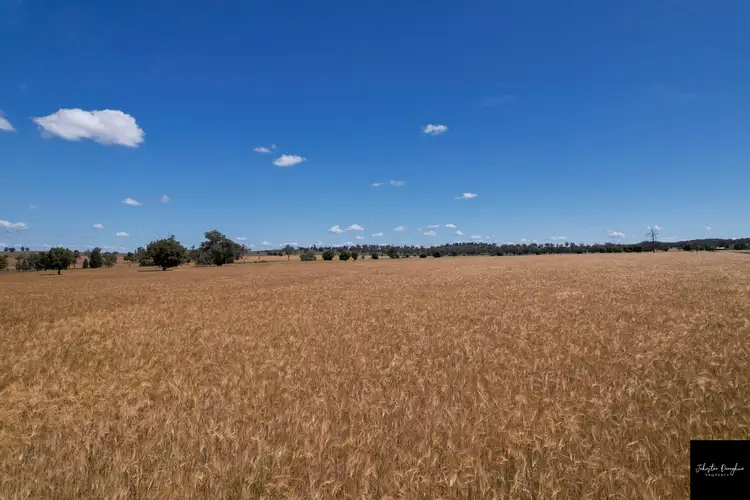 Second view of Homely rural property listing, 2106 Willala Road, Gunnedah NSW 2380