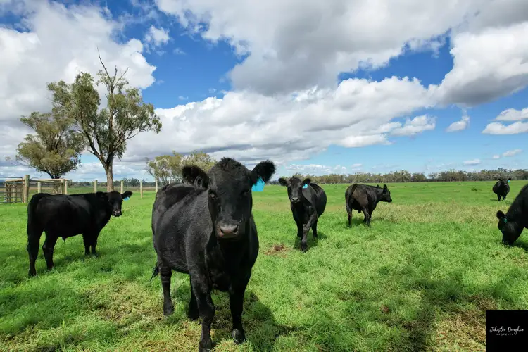 Second view of Homely rural property listing, 100 Milliwindi Lane, Manilla NSW 2346