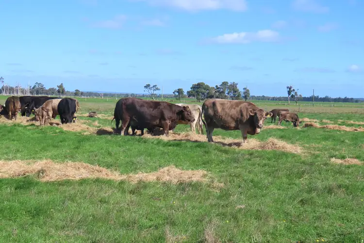 Main view of Homely rural property listing, 28 Mann Road, Nillup WA 6288