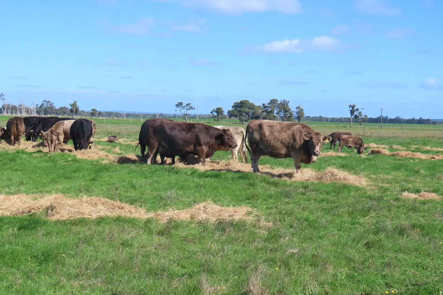 Main view of Homely rural property listing, 28 Mann Road, Nillup WA 6288