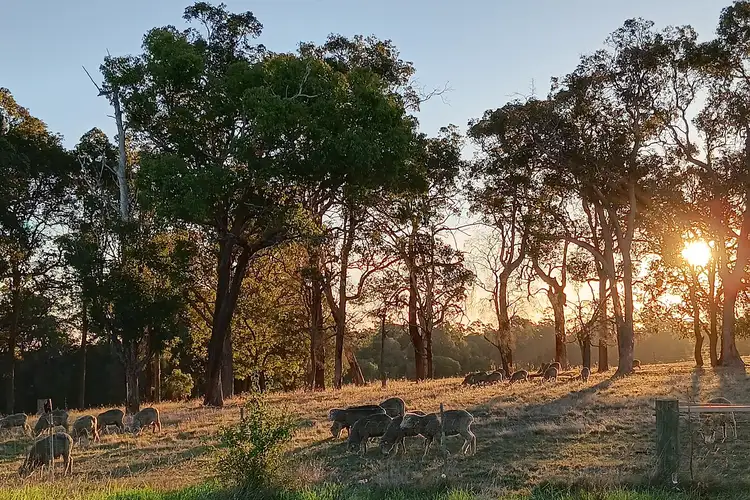 Main view of Homely rural property listing, 252 Jamieson Road, Capel WA 6271