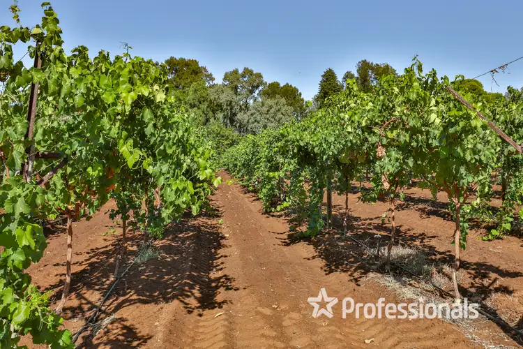 Second view of Homely rural property listing, 14 Sultana Avenue, Irymple VIC 3498