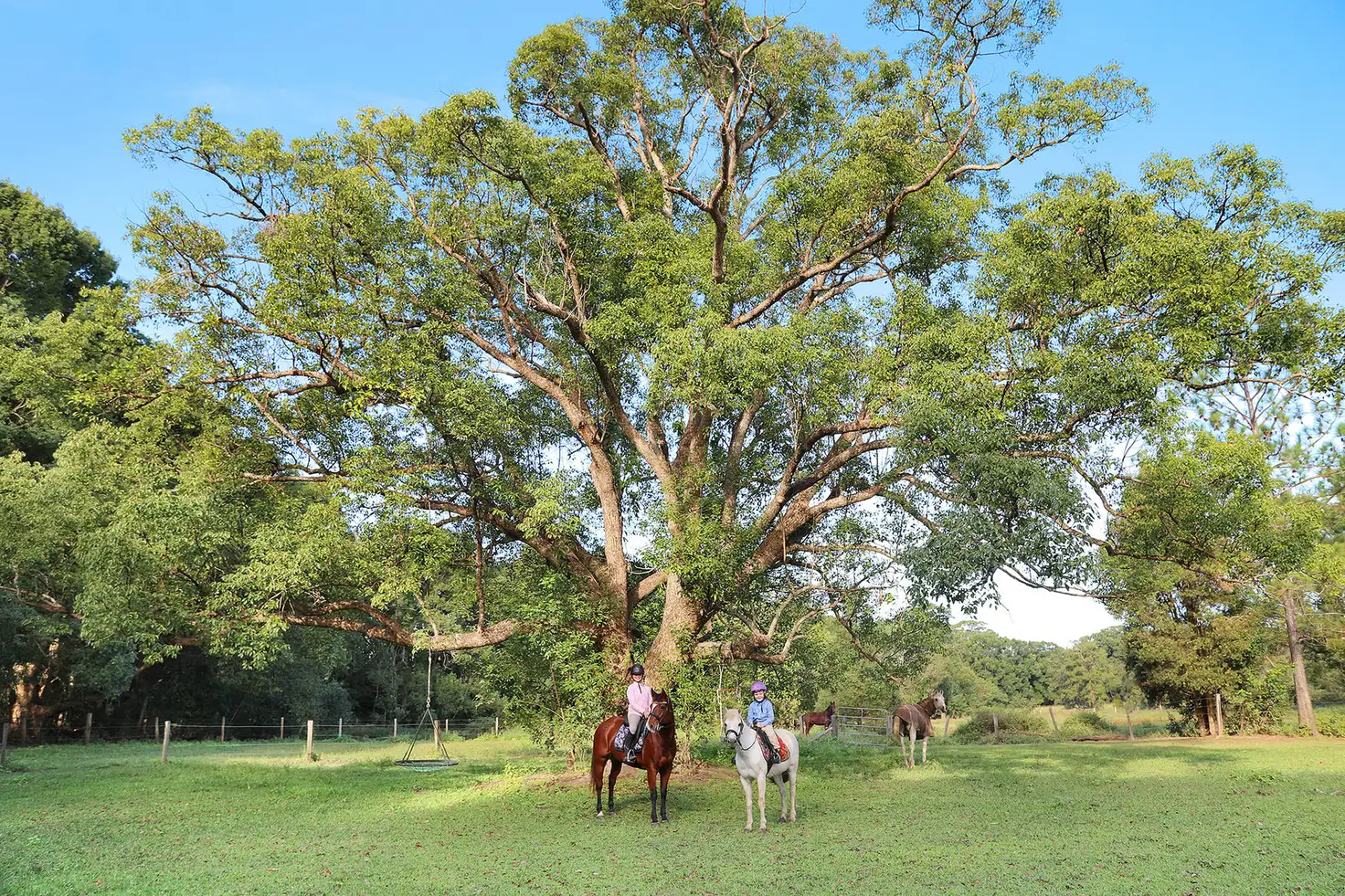 Main view of Homely rural property listing, 103 Old Palmwoods Road, West Woombye QLD 4559
