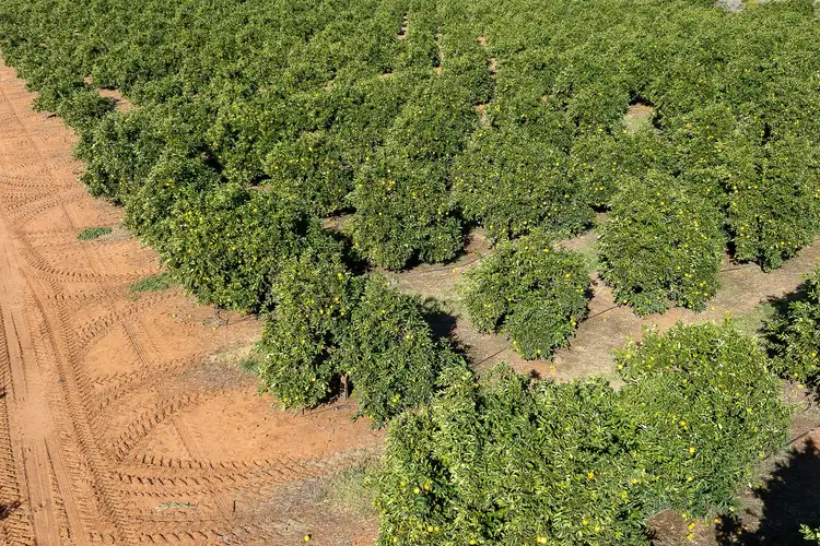 Third view of Homely rural property listing, 2 Balfour Ogilvy Avenue, Loxton SA 5333