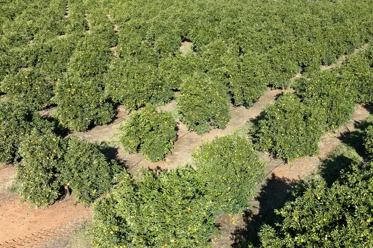 Fifth view of Homely rural property listing, 2 Balfour Ogilvy Avenue, Loxton SA 5333