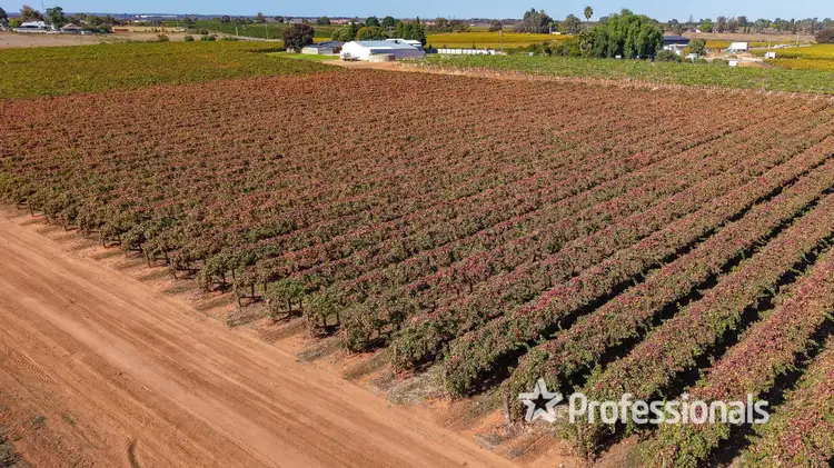Fifth view of Homely rural property listing, 225 Stewart Road, Red Cliffs VIC 3496