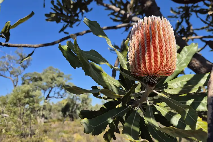 Second view of Homely rural property listing, 777 Teatree Road, Bindoon WA 6502