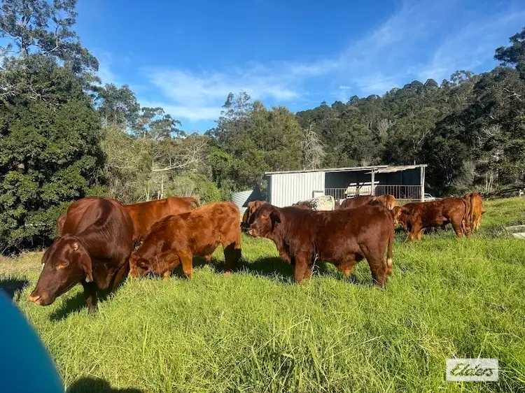Main view of Homely land listing, 155 Vidoni Road, Mount Delaney QLD 4514