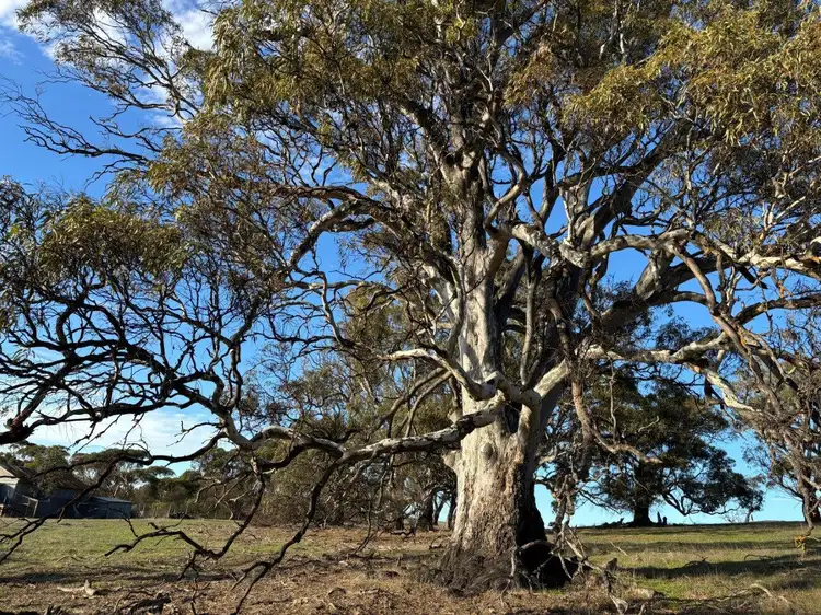 Second view of Homely rural property listing, Allot 21 Chapman Road, Green Patch SA 5607