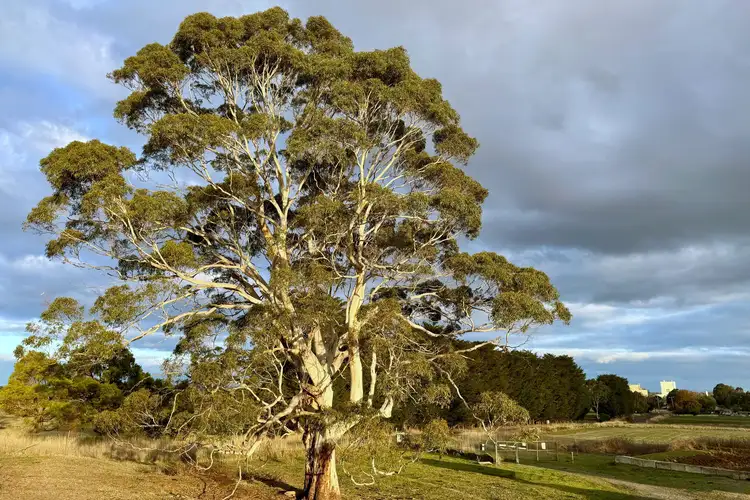 Cross Forest Road, Cobden VIC 3266
