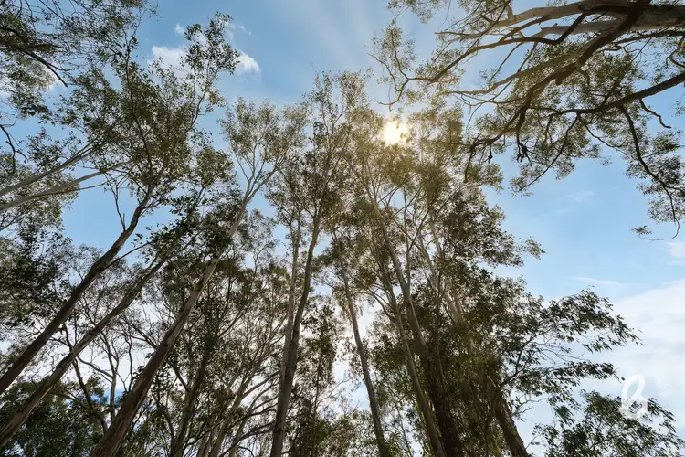 Seventh view of Homely rural property listing, 2092 Putty Road, Bulga NSW 2330