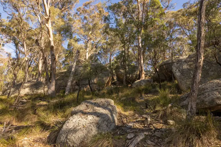 Fourth view of Homely rural property listing, 318 White Cedars Road, Mudgee NSW 2850