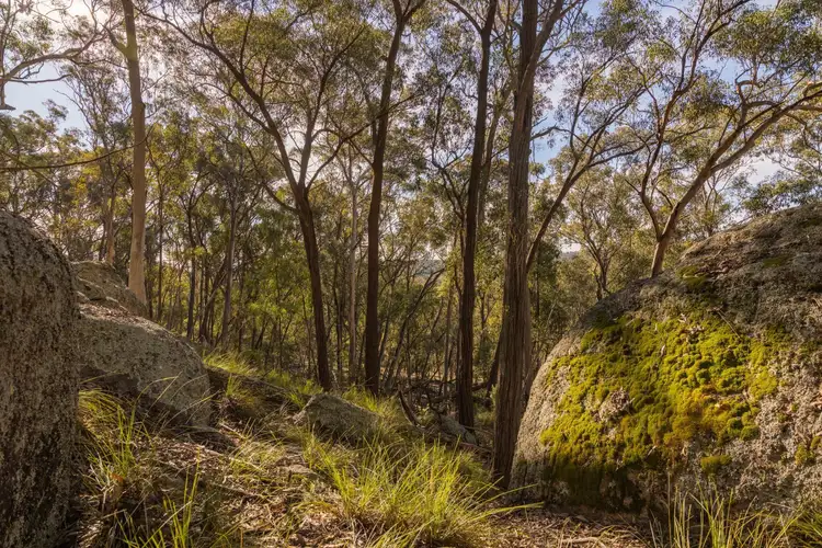 Seventh view of Homely rural property listing, 318 White Cedars Road, Mudgee NSW 2850