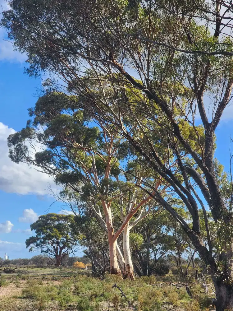 Second view of Homely land listing, 65 Richardson Street, Meckering WA 6405