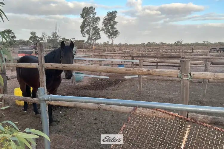 Fifth view of Homely rural property listing, 227 Nineteenth Street, Irymple VIC 3498
