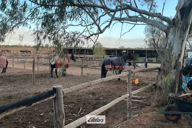 Sixth view of Homely rural property listing, 227 Nineteenth Street, Irymple VIC 3498