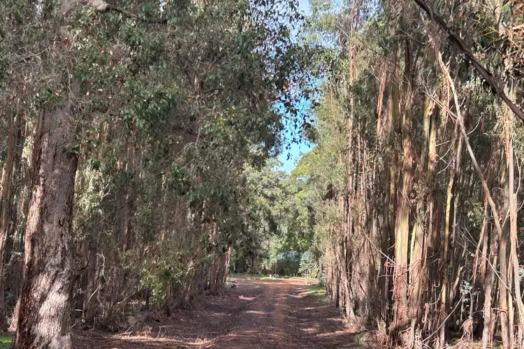 Main view of Homely rural property listing, Lot 3 Bramley River Road, Osmington WA 6285