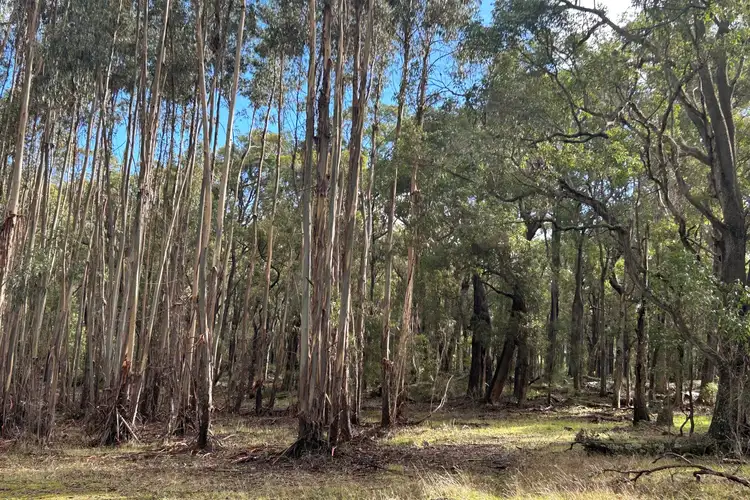 Second view of Homely rural property listing, Lot 3 Bramley River Road, Osmington WA 6285